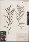 Foto von Salix eleagnos subsp. angustifolia (Cariot) Rech. f.